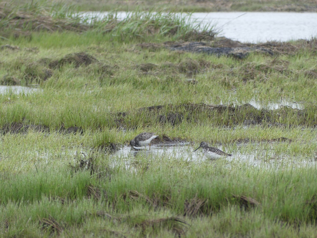 Nordmann's Greenshank - ML253110651