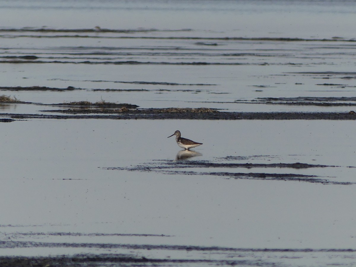 Nordmann's Greenshank - Philipp Maleko