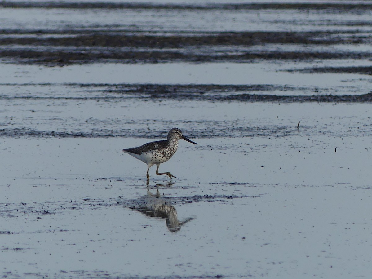 Nordmann's Greenshank - ML253111021