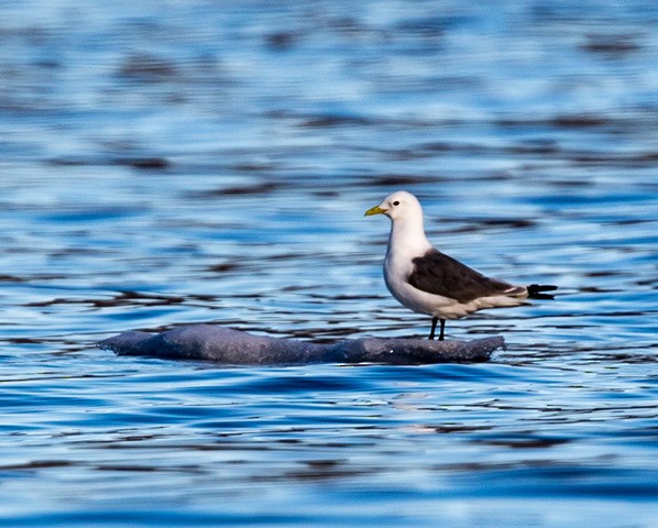 Black-legged Kittiwake - Doris Gertler