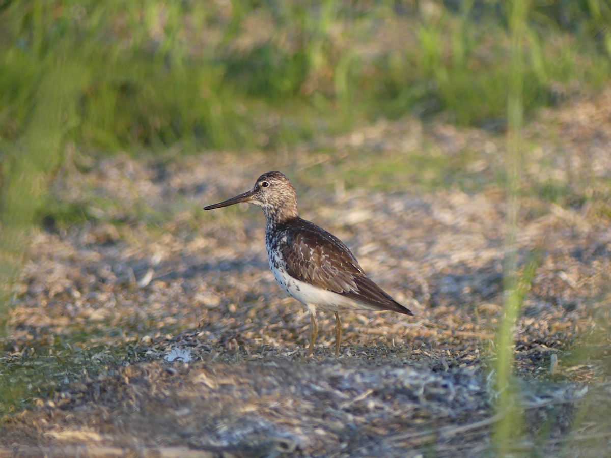 Nordmann's Greenshank - ML253111601