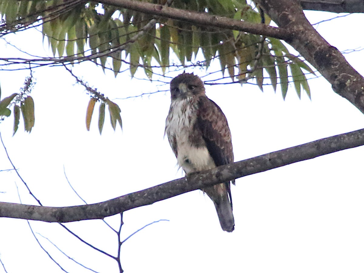 Pygmy Eagle - Myles McNally