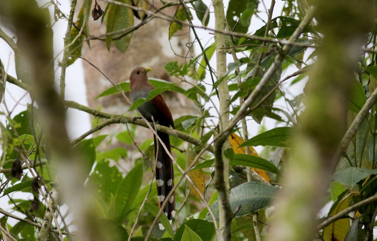 Squirrel Cuckoo (nigricrissa) - ML25311181