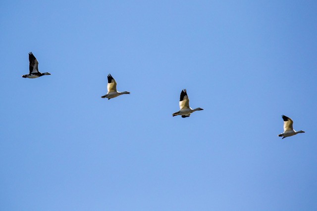 Snow Goose - Doris Gertler