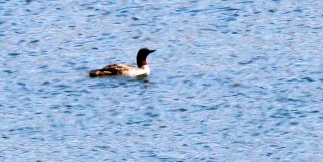 Red-throated Loon - ML253112741