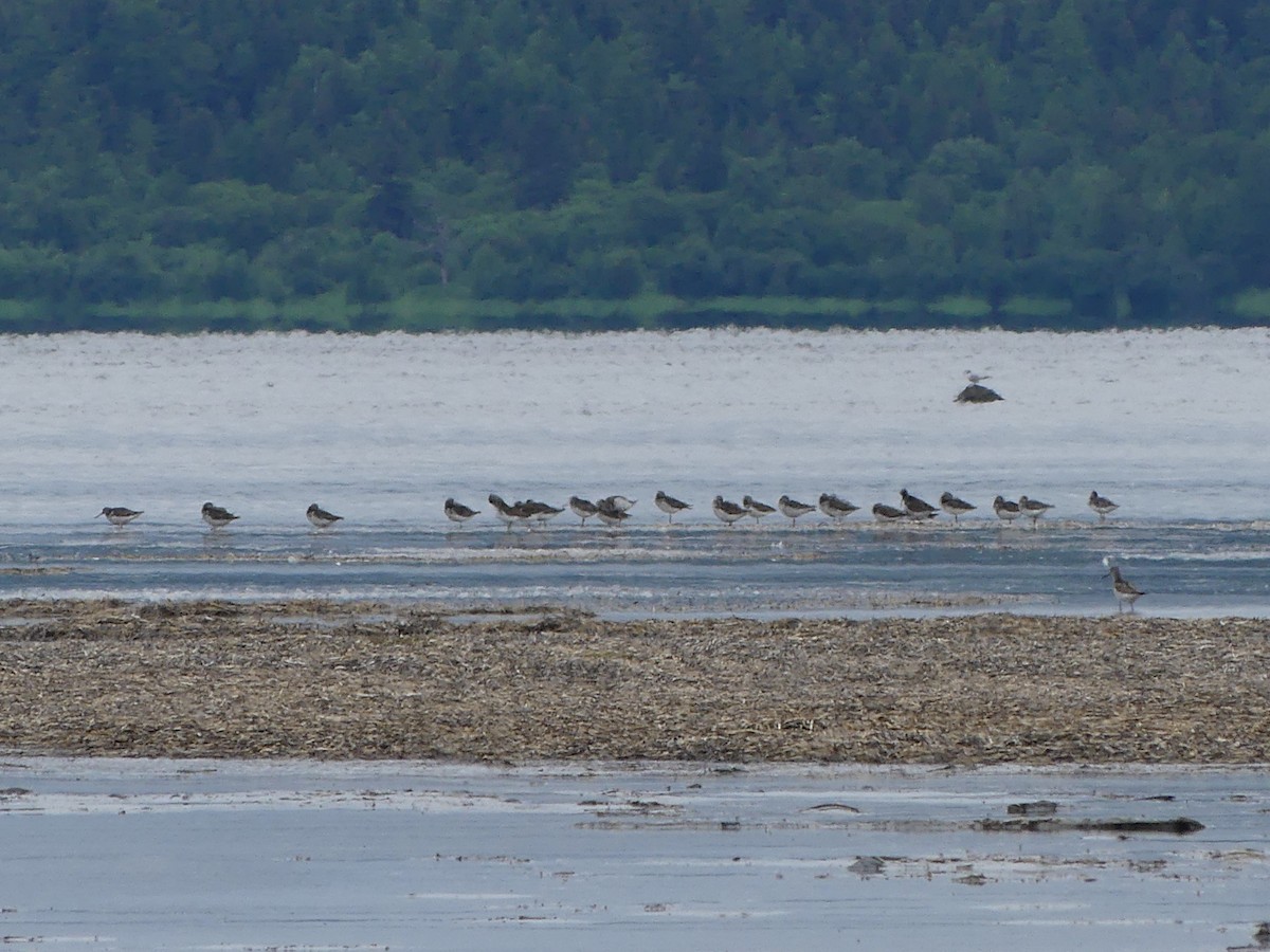 Nordmann's Greenshank - Philipp Maleko