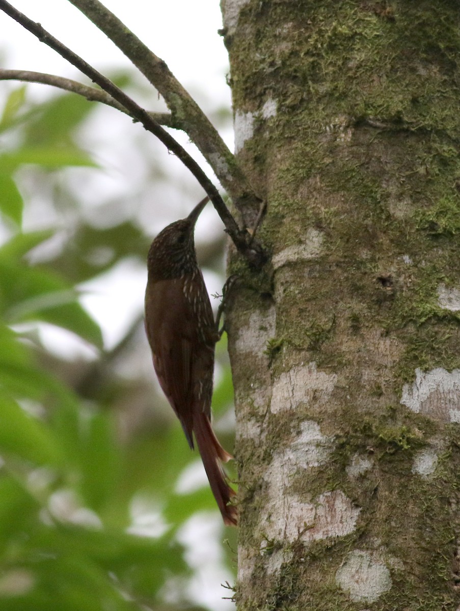 Montane Woodcreeper - ML25311291