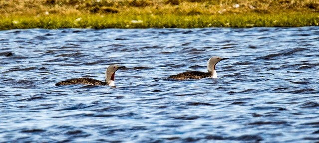 Red-throated Loon - Doris Gertler