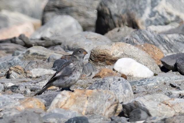 Snow Bunting - ML253113011