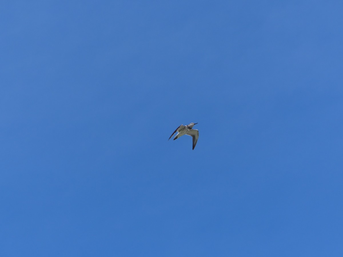 Nordmann's Greenshank - ML253113271