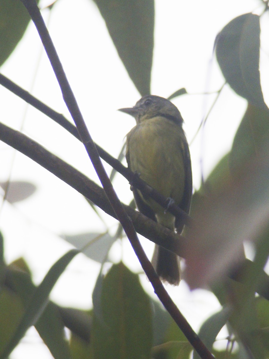 Yellow-olive Flatbill (Sooretama) - ML253113351