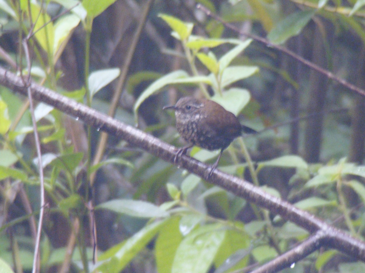 Sharp-tailed Streamcreeper - ML253113401