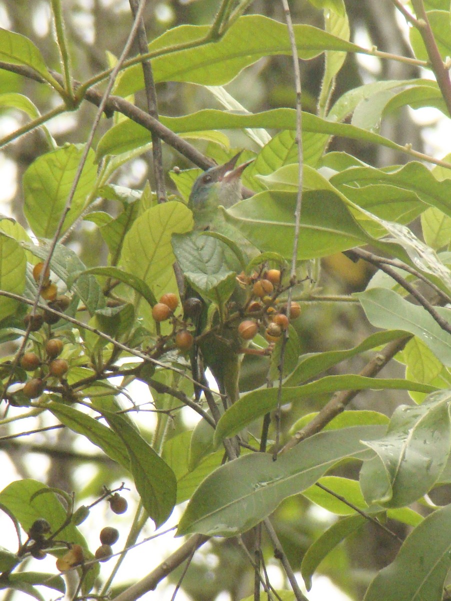 Blue Dacnis - ML253113451