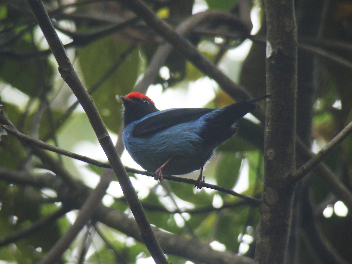 Swallow-tailed Manakin - ML253113491