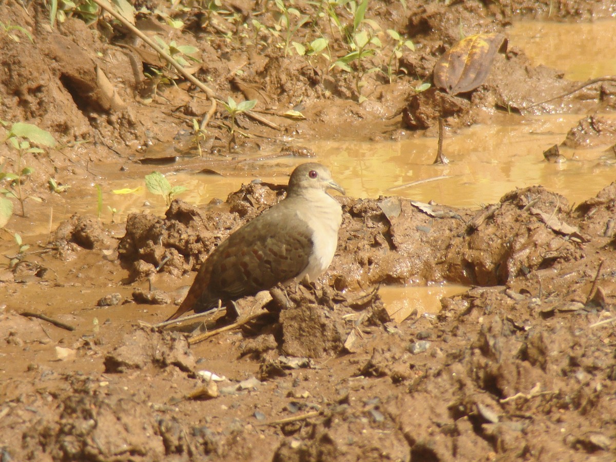 Blue Ground Dove - ML253113741