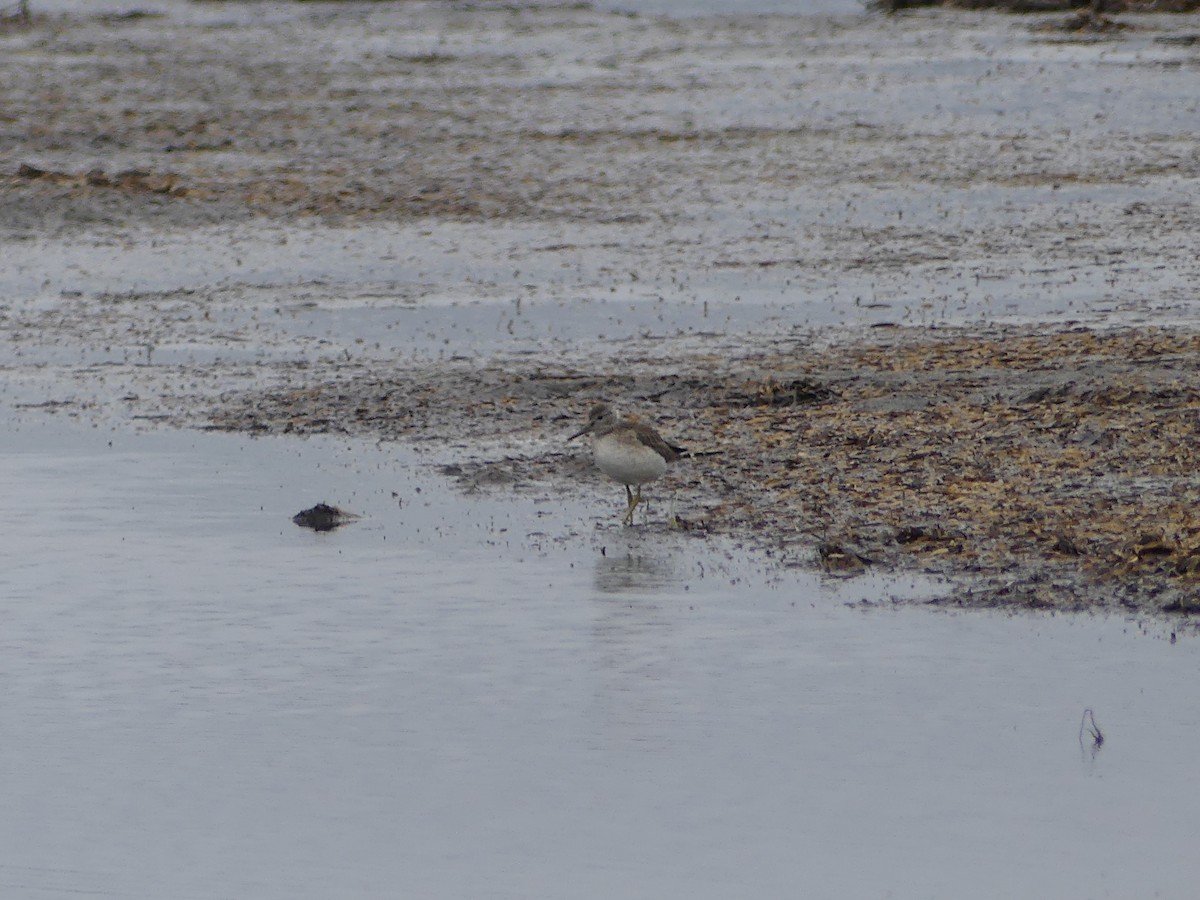 Nordmann's Greenshank - ML253113751