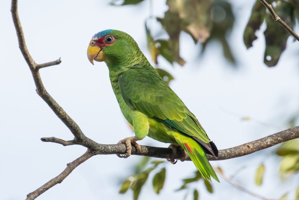 White-fronted Amazon - Patrick Van Thull