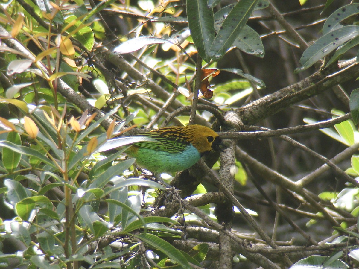 Gilt-edged Tanager - ML253114061