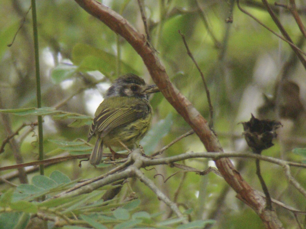 Eared Pygmy-Tyrant - ML253114341