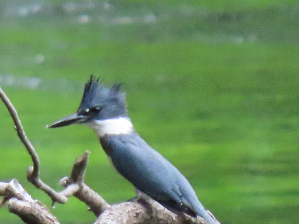 Belted Kingfisher - ML253114401