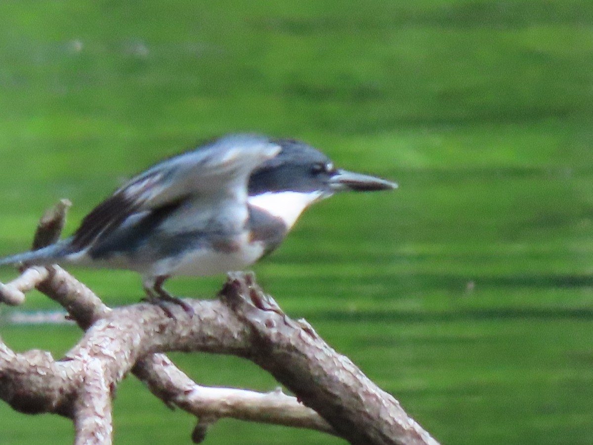 Belted Kingfisher - ML253114411