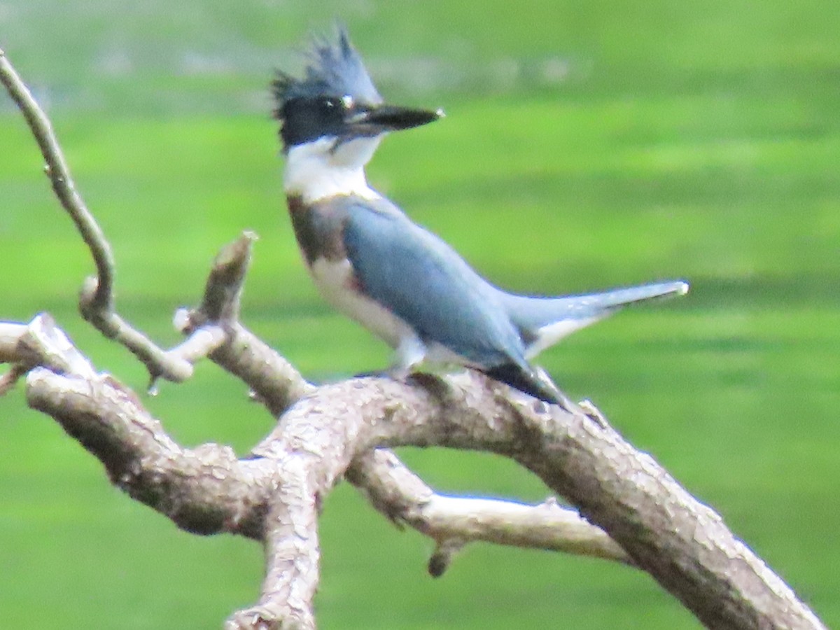Belted Kingfisher - ML253114421