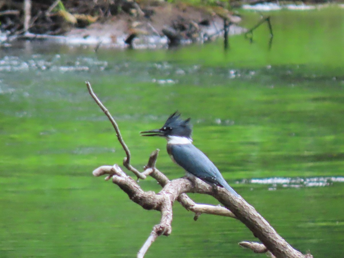 Belted Kingfisher - ML253114431