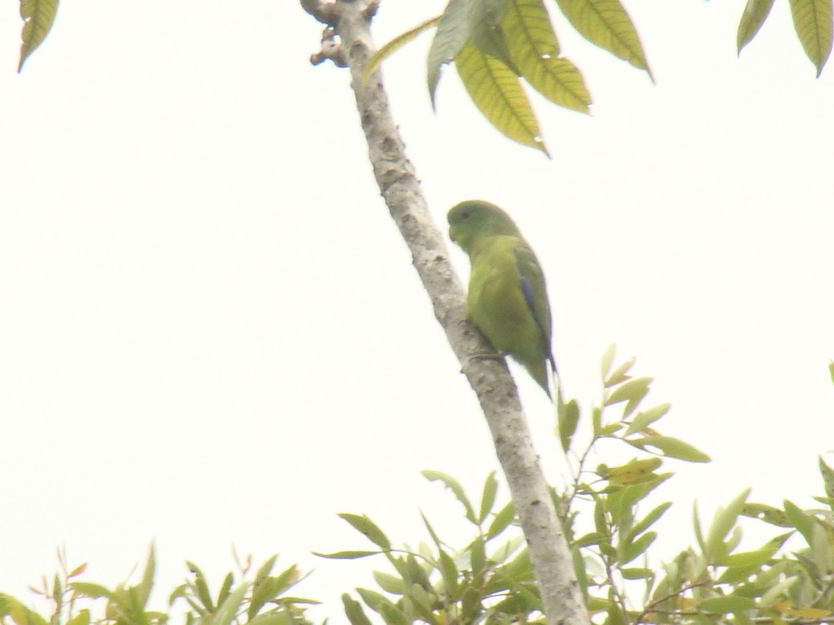 Cobalt-rumped Parrotlet - ML253114461