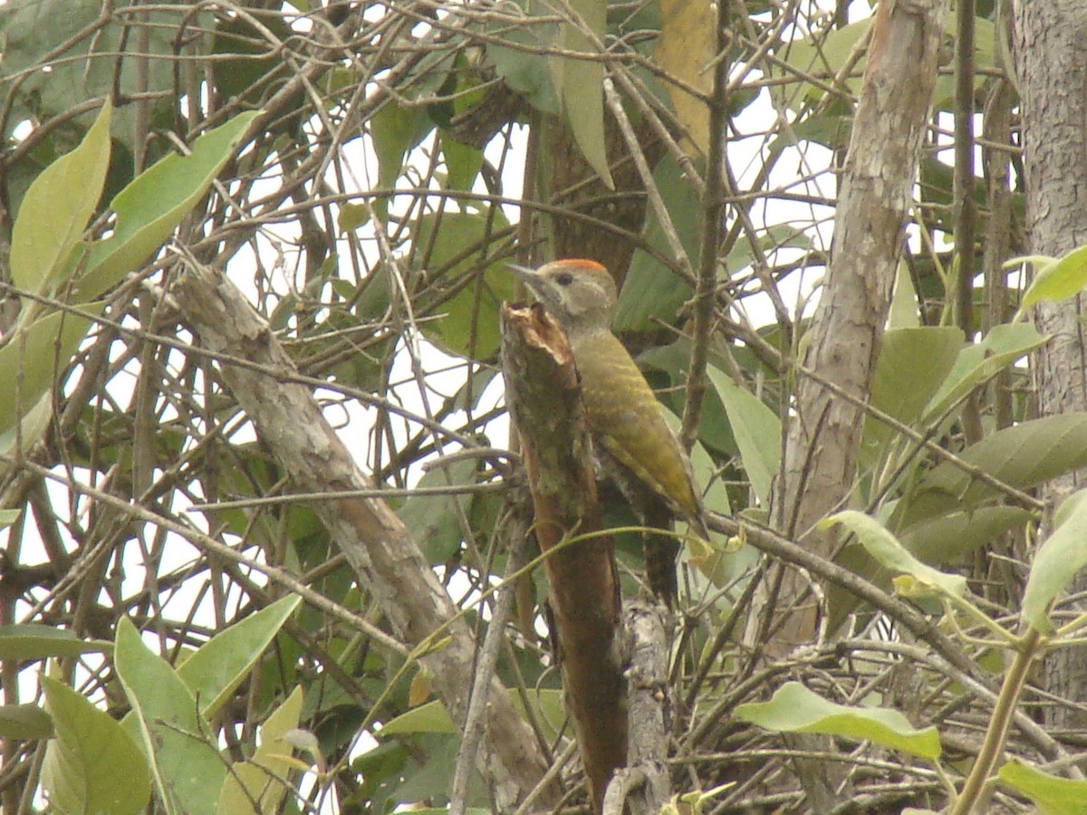 Little Woodpecker - ML253114491