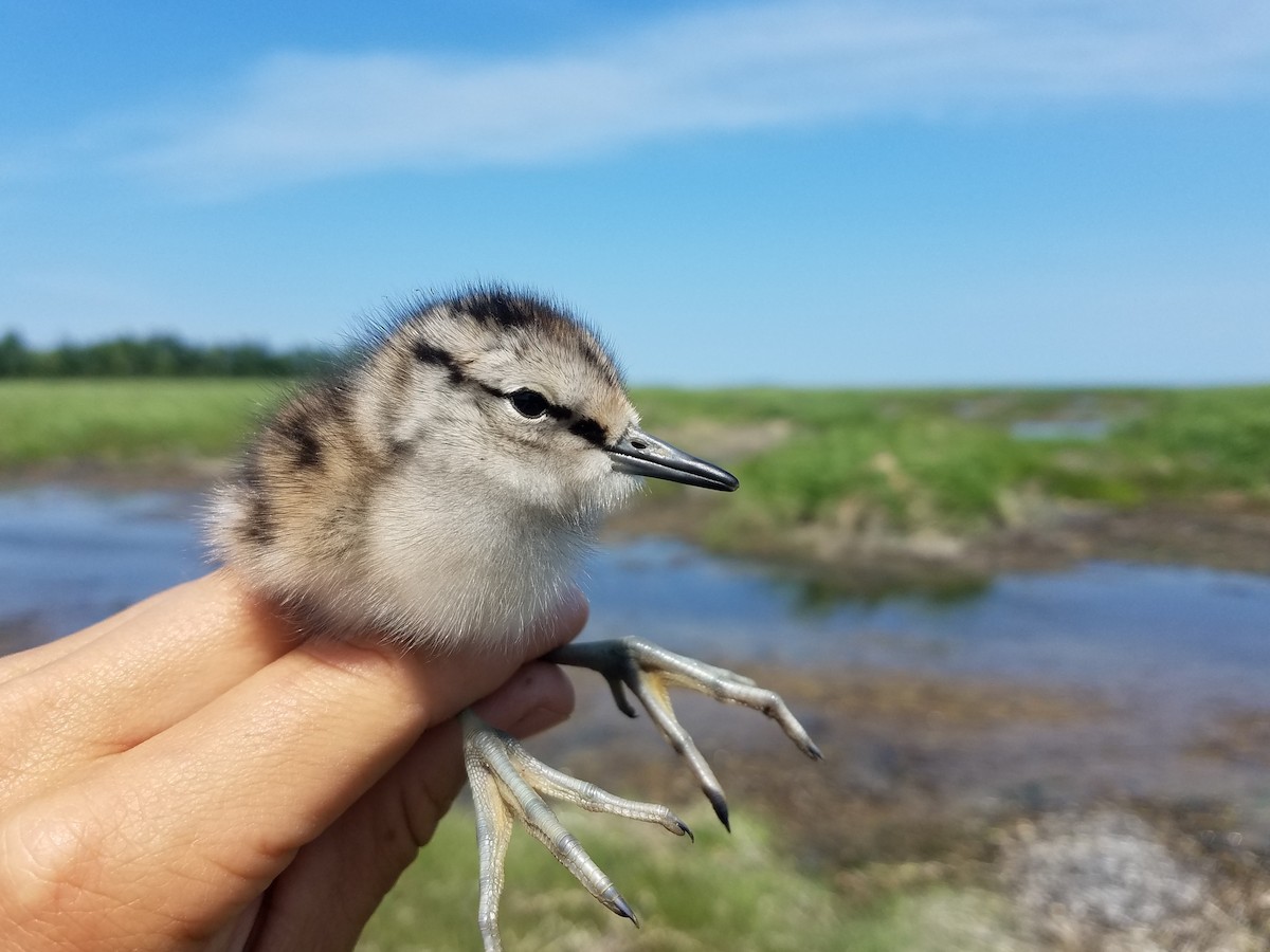 Nordmann's Greenshank - ML253114611