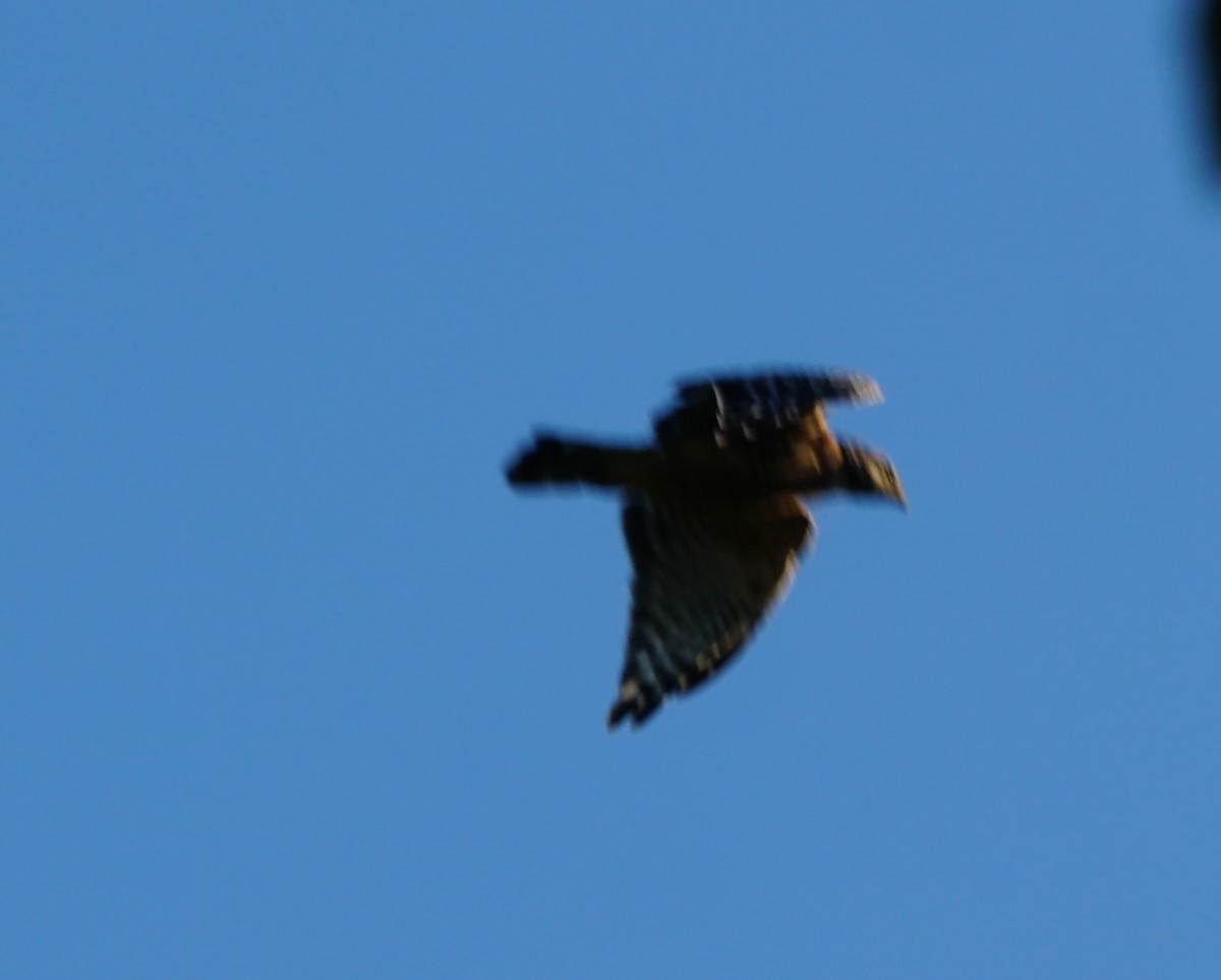 Red-shouldered Hawk - ML253115951