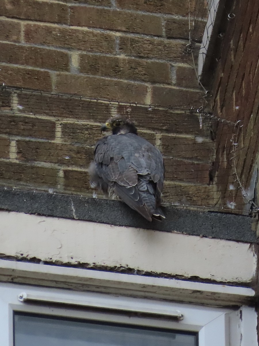 Peregrine Falcon - David Campbell