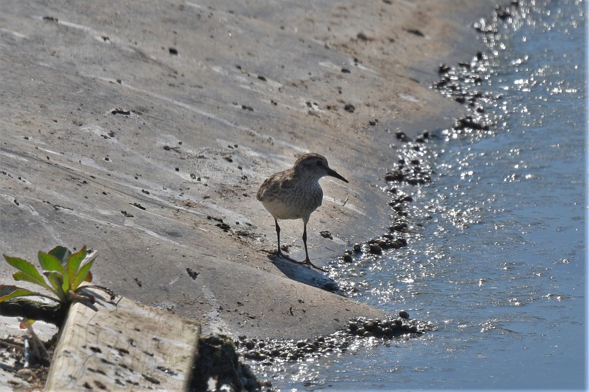 Least Sandpiper - ML253118851