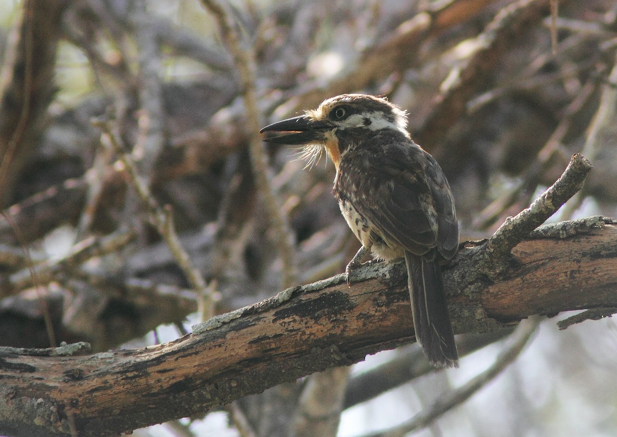 Russet-throated Puffbird - ML253119391