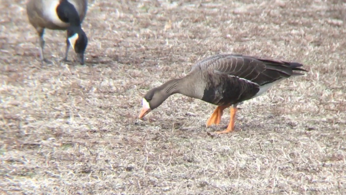 Greater White-fronted Goose (Greenland) - ML253119481