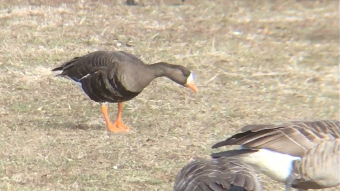 Greater White-fronted Goose (Greenland) - ML253119501