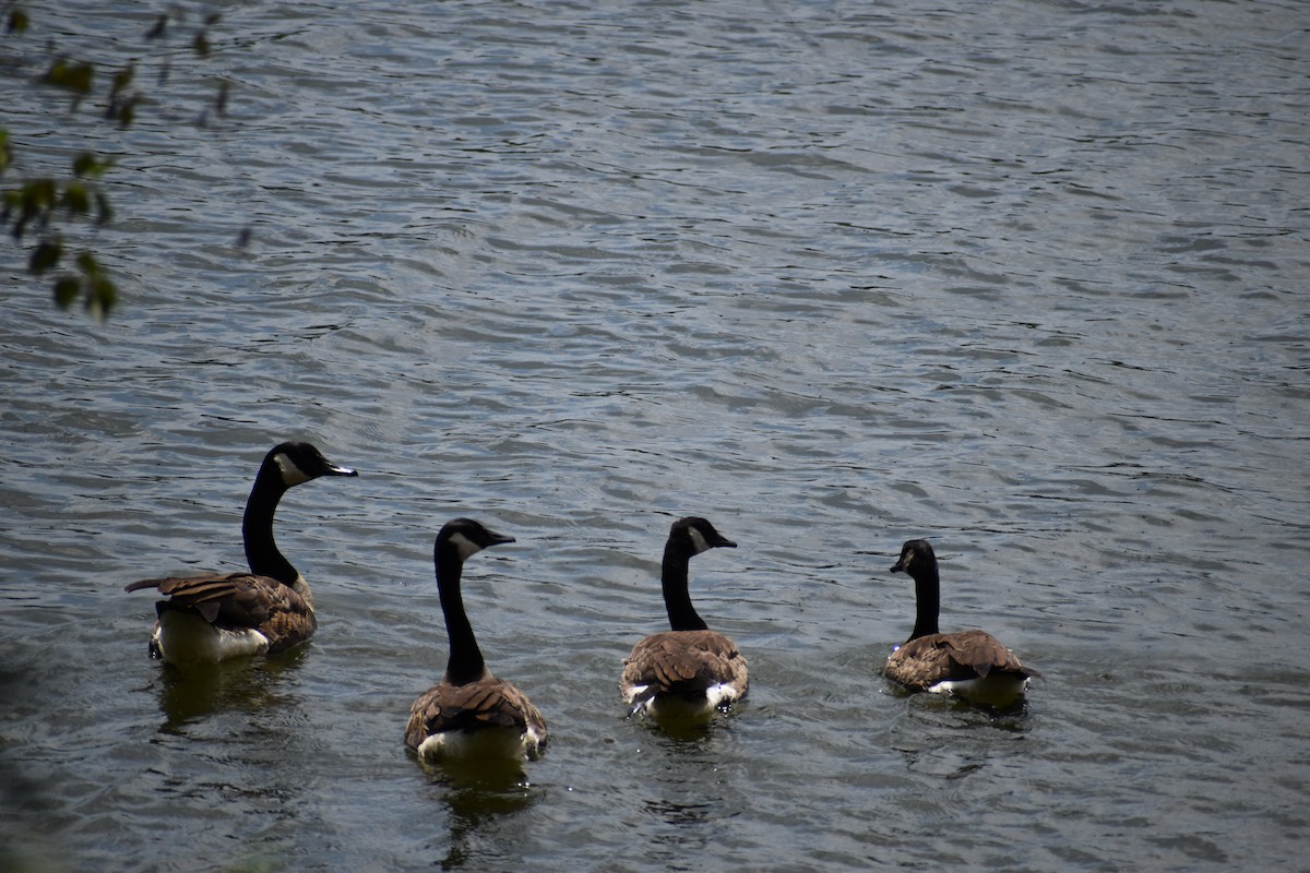 Canada Goose - ML253119881