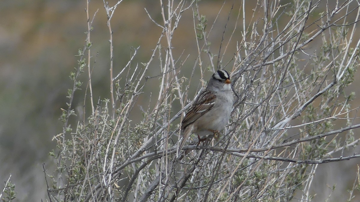 White-crowned Sparrow - ML253120551