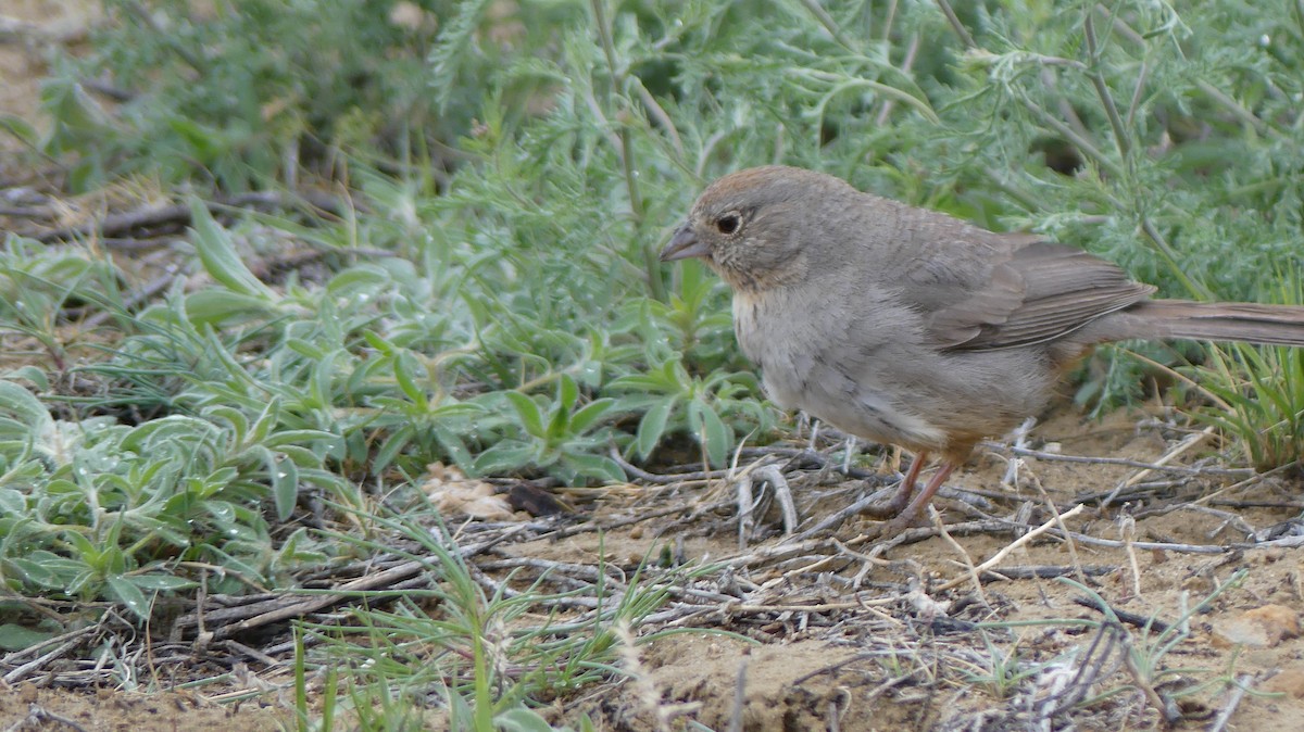 Canyon Towhee - ML253120691