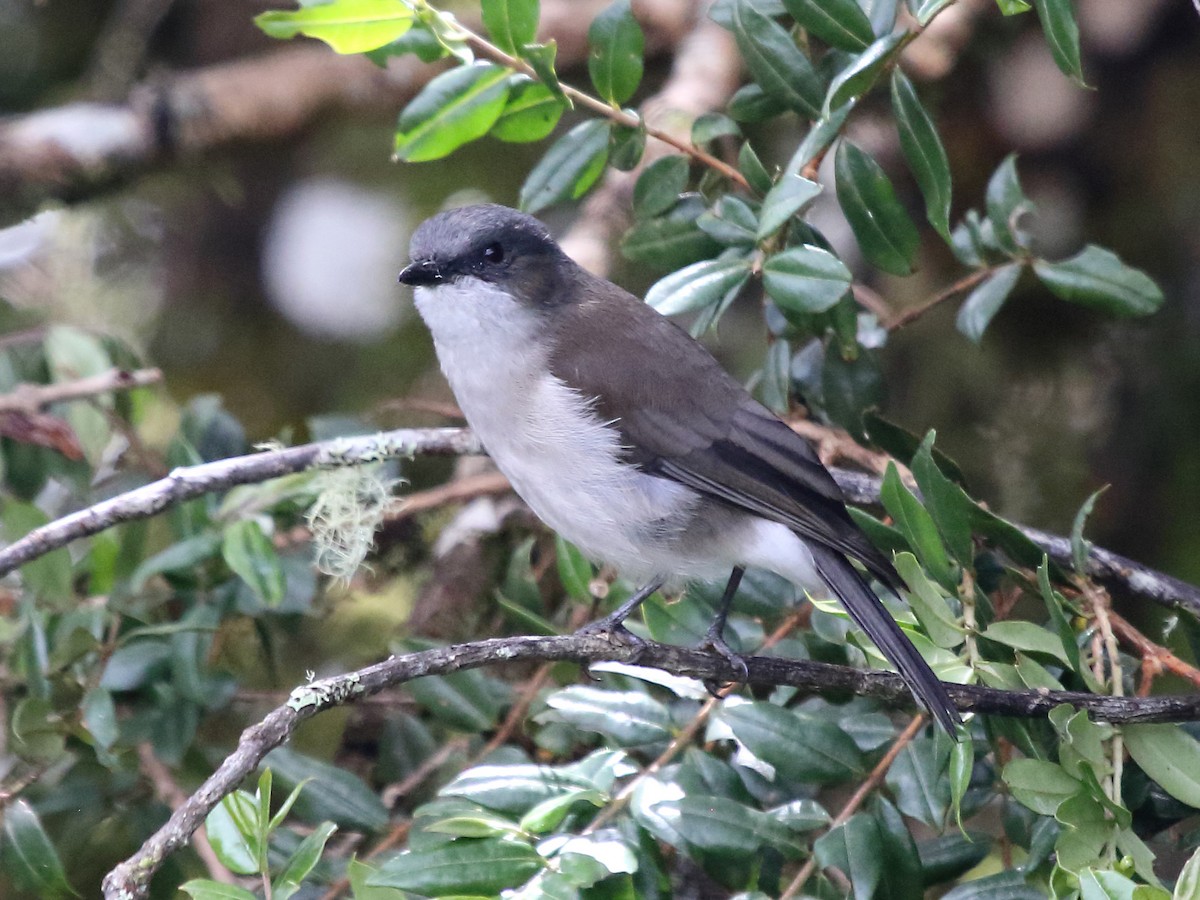 Brown-backed Whistler - ML253121451