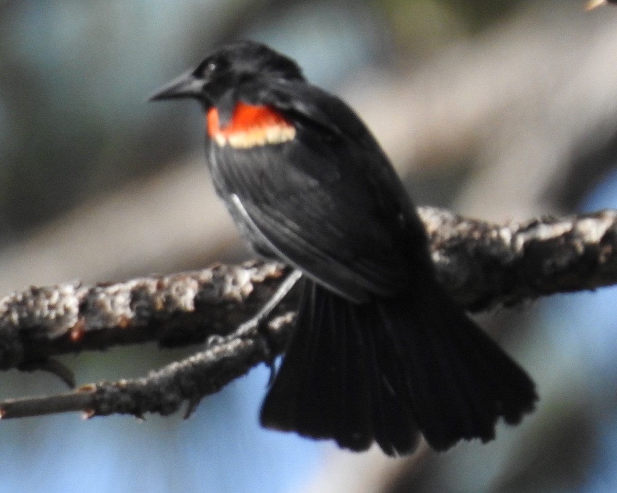 Red-winged Blackbird - ML253123311