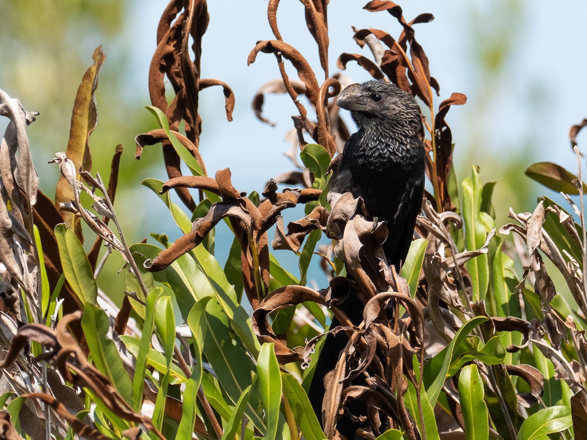 Smooth-billed Ani - ML253124311