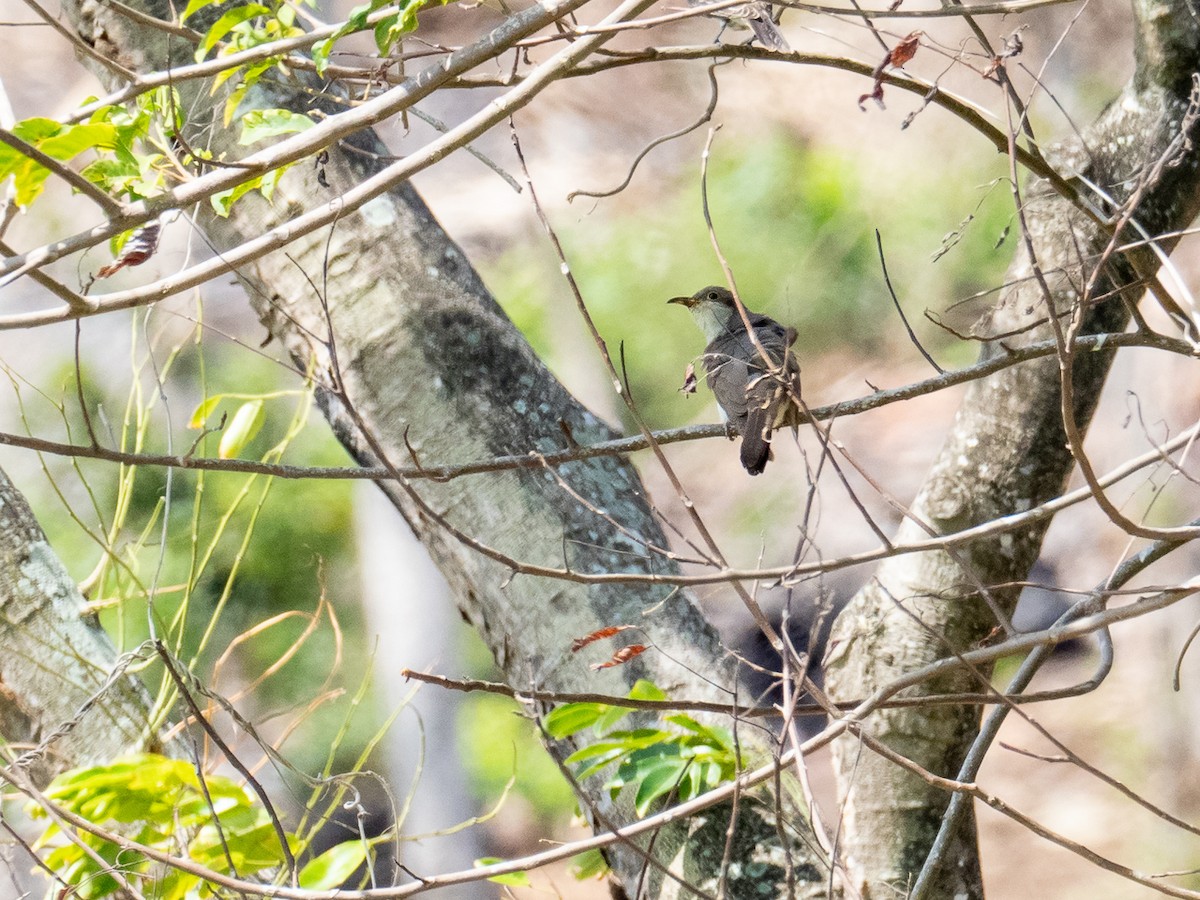 Yellow-billed Cuckoo - ML253124461