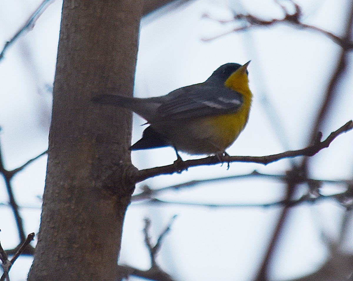 Parula Pitiayumí - ML253126041