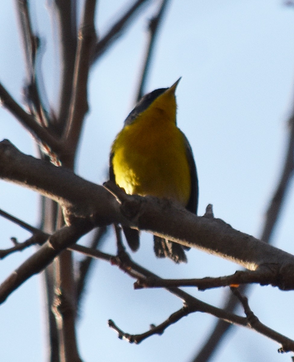 Tropical Parula - andres ebel