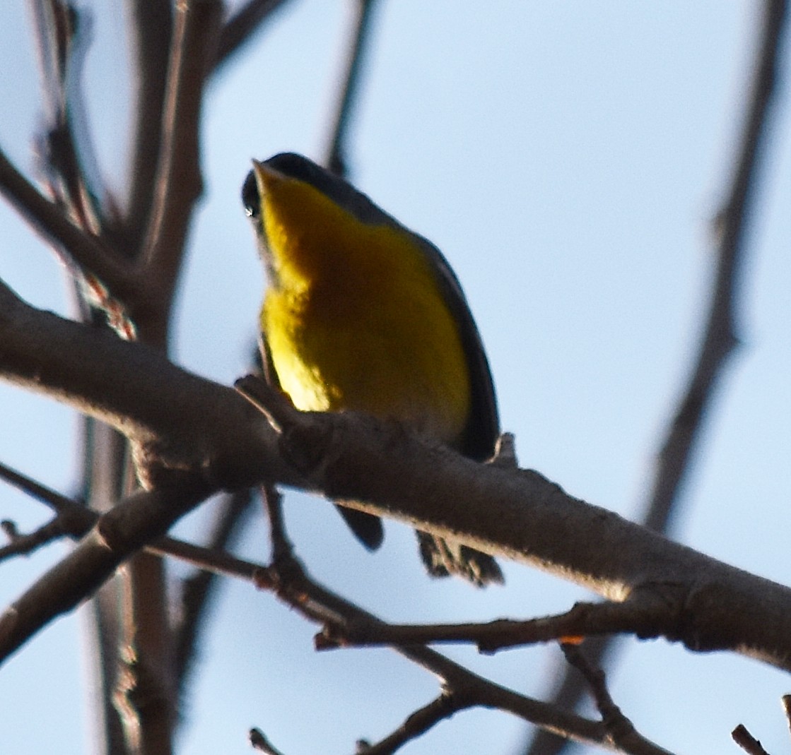 Tropical Parula - ML253126091