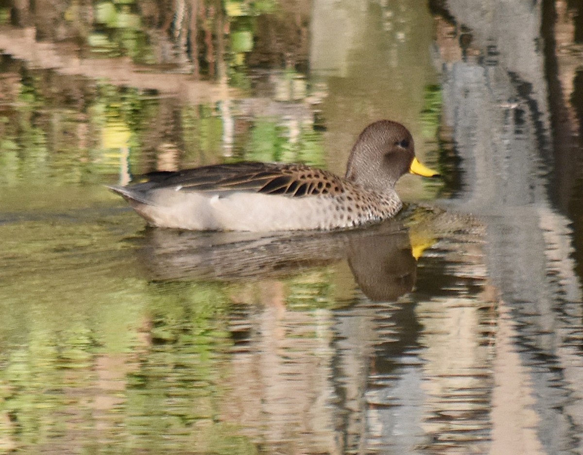 Yellow-billed Teal - ML253126221