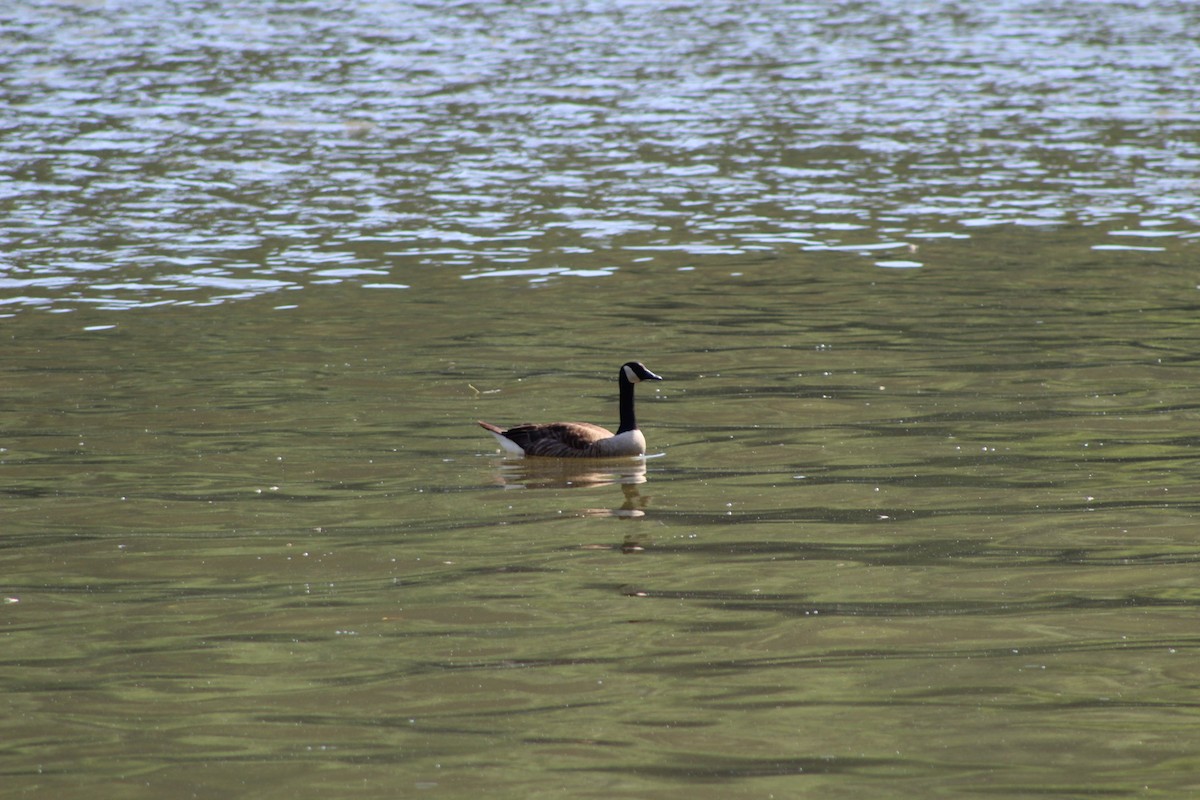 Canada Goose - ML253126261