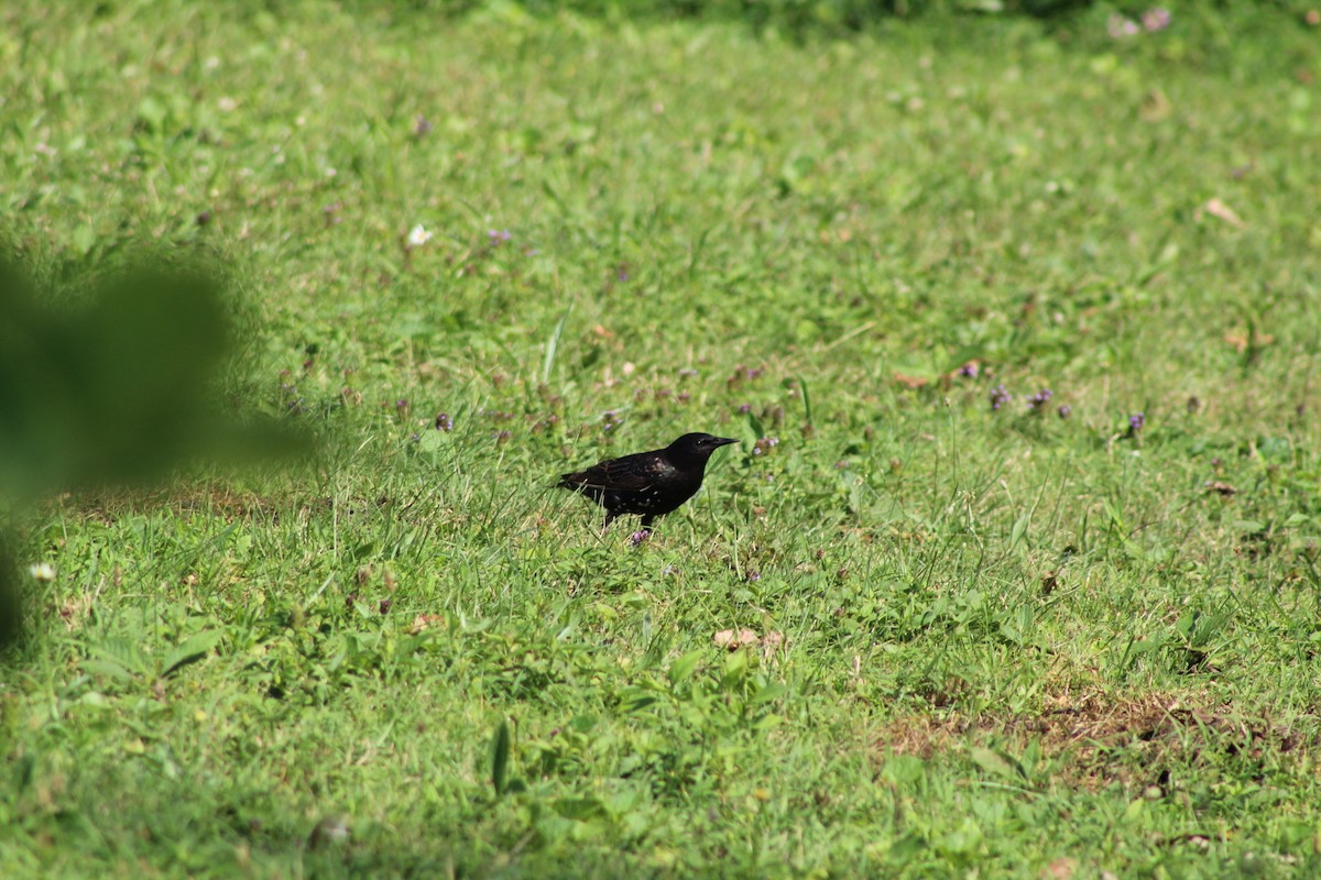 European Starling - ML253126341