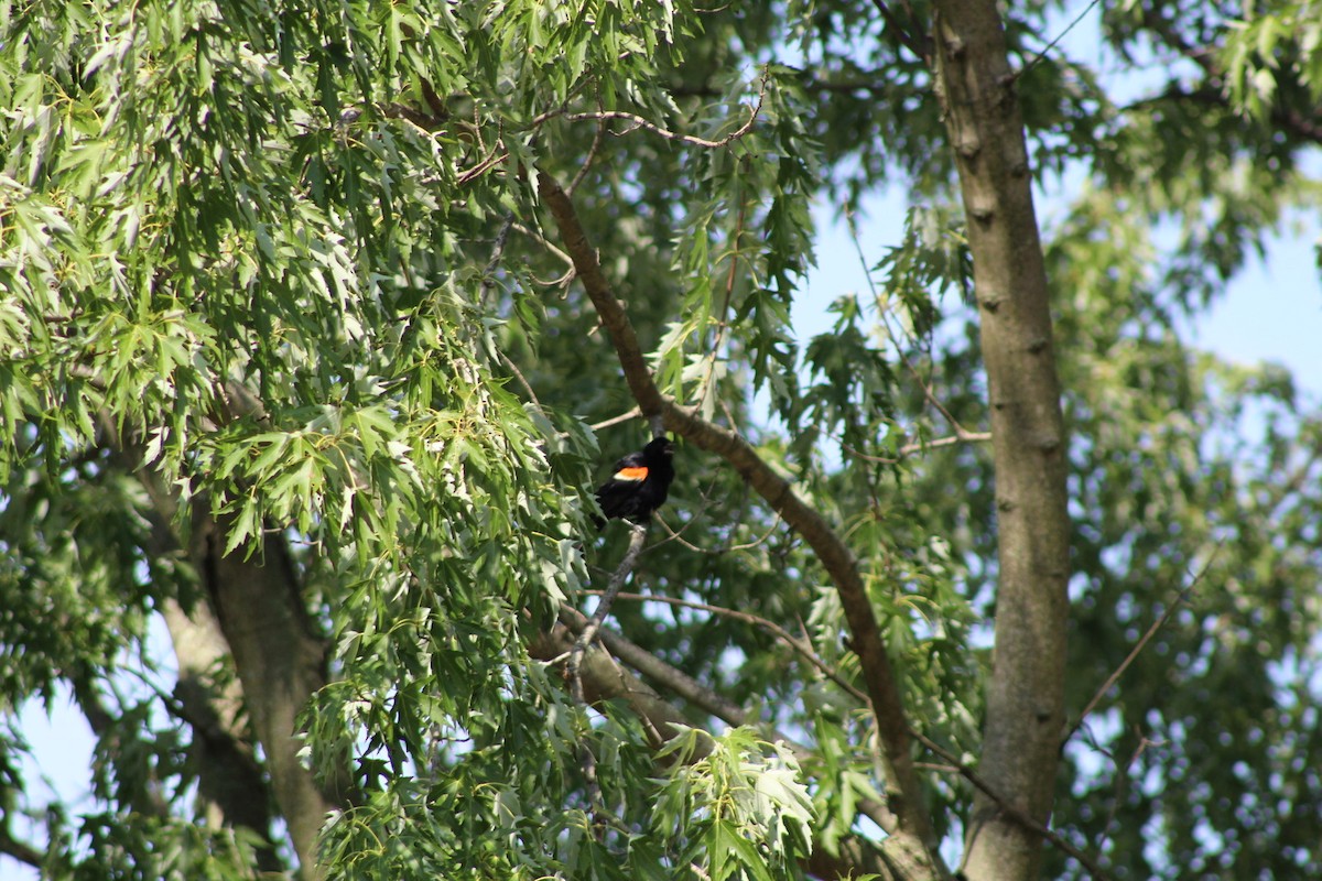 Red-winged Blackbird - ML253126771